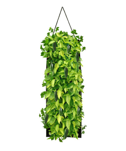 Organic Hanging Jalapeno Pepper Growing Kit